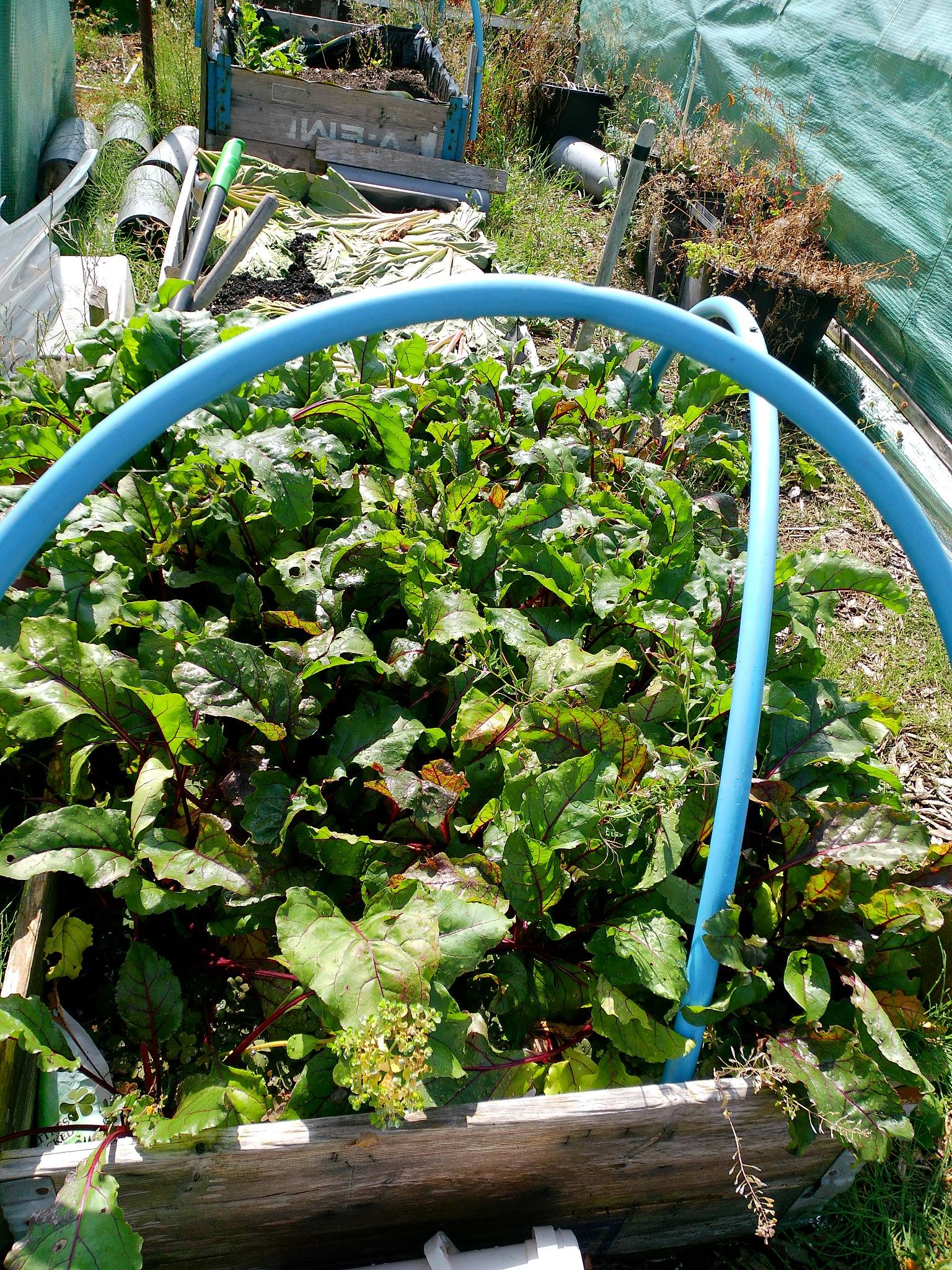 Dave's beetroot bed