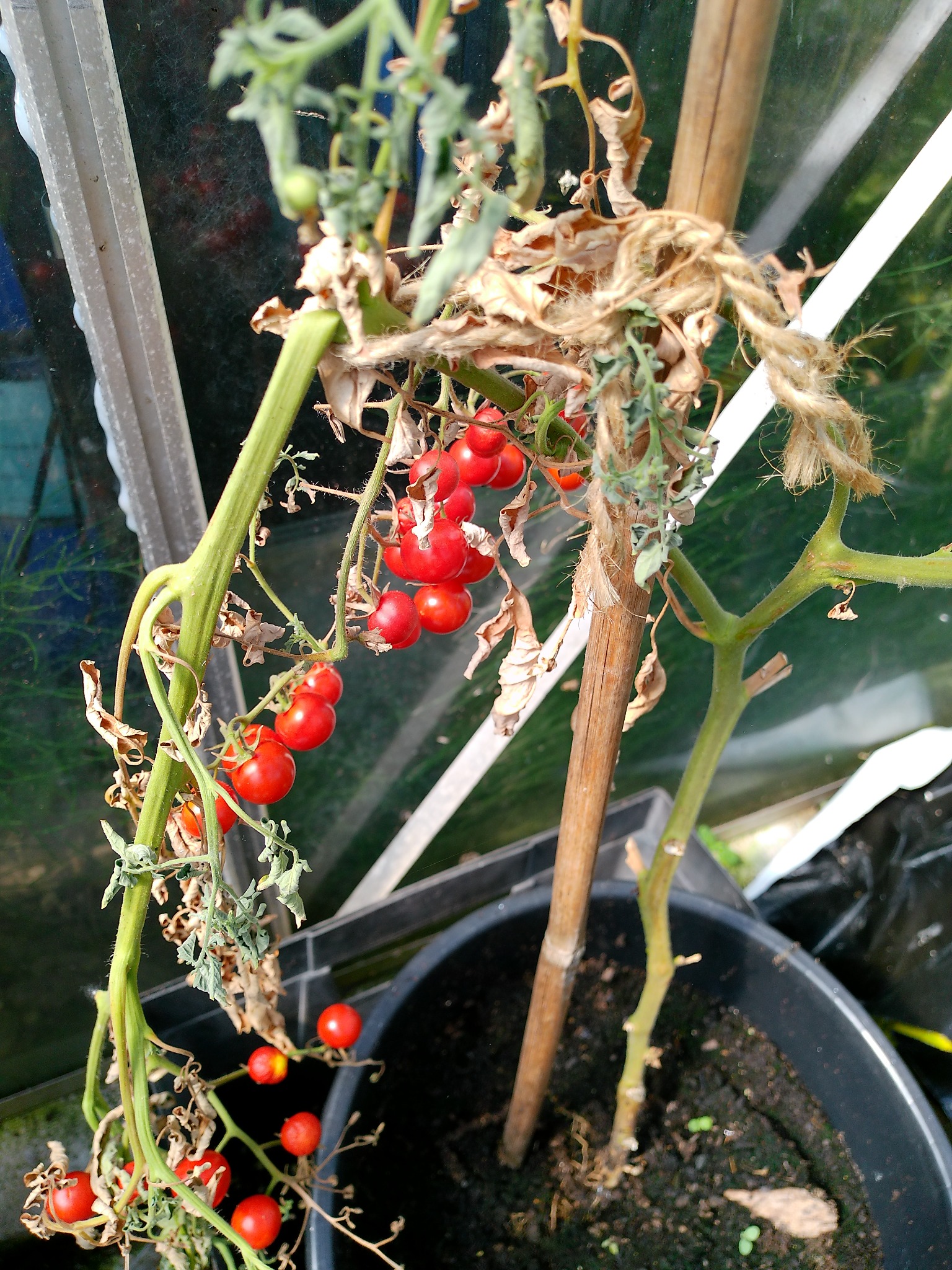 The last ripe tomatoes on one plant