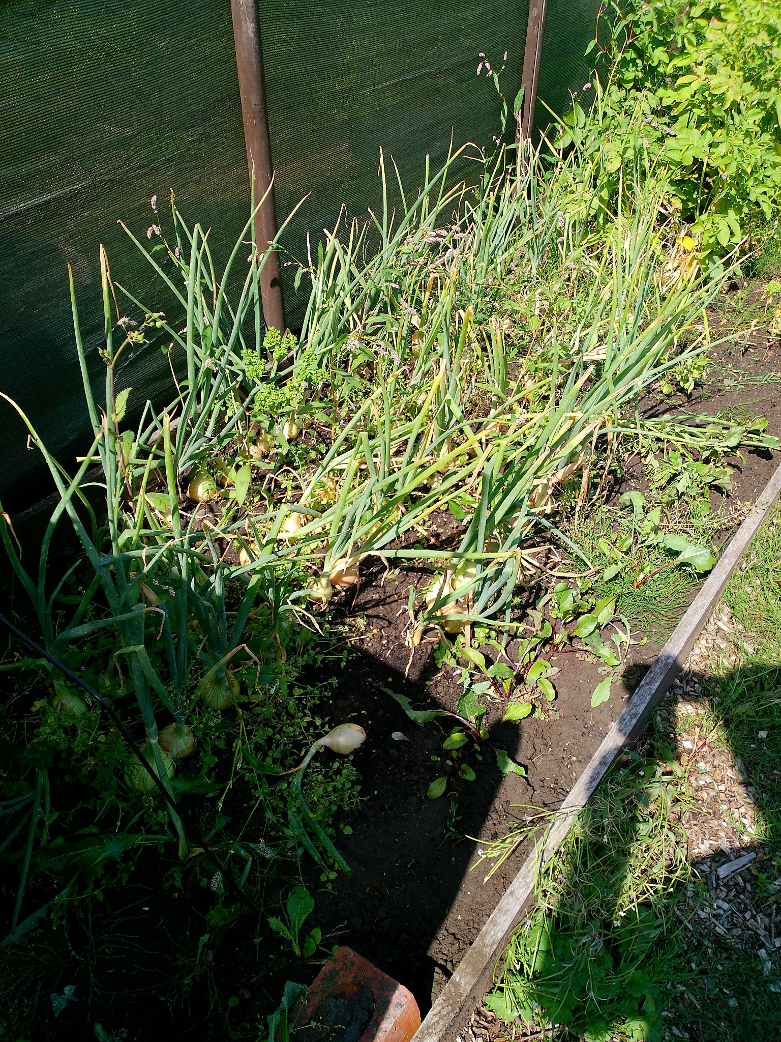 Onions still growing