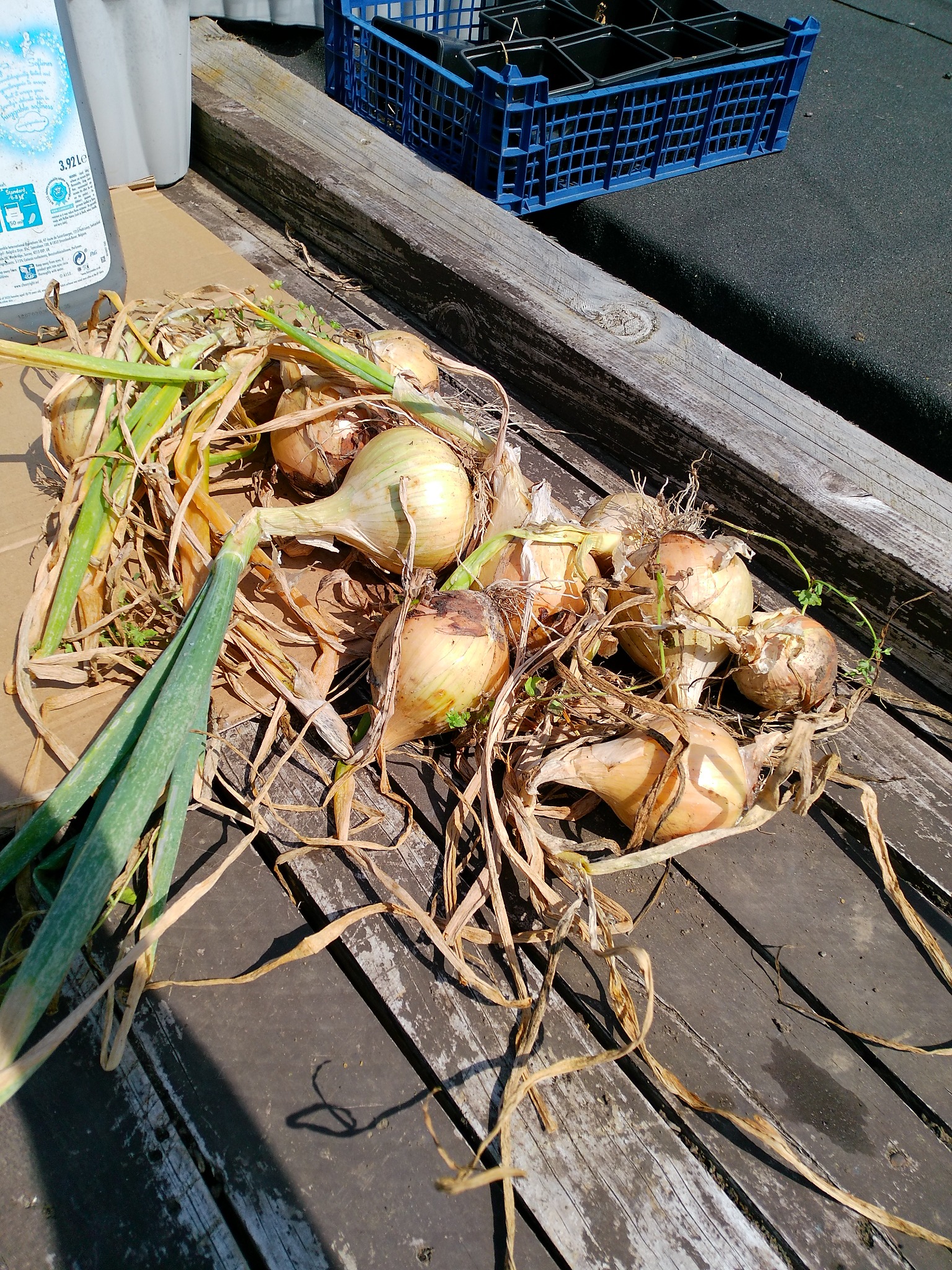 Freshly lifted onions