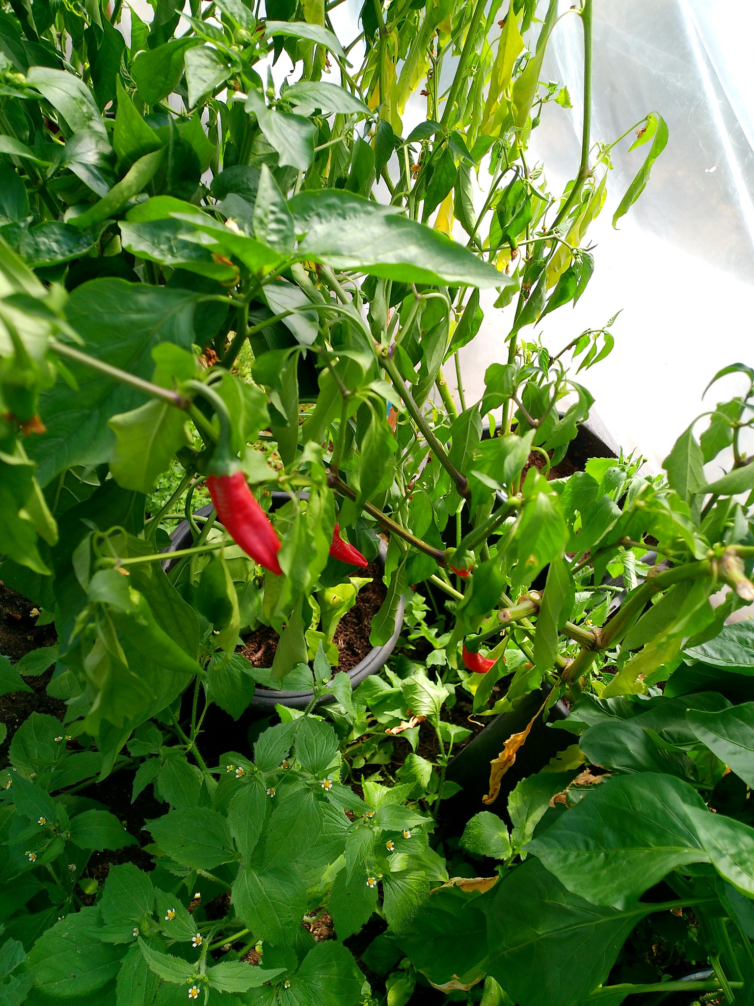 Red chillies growing on Dave's allotment
