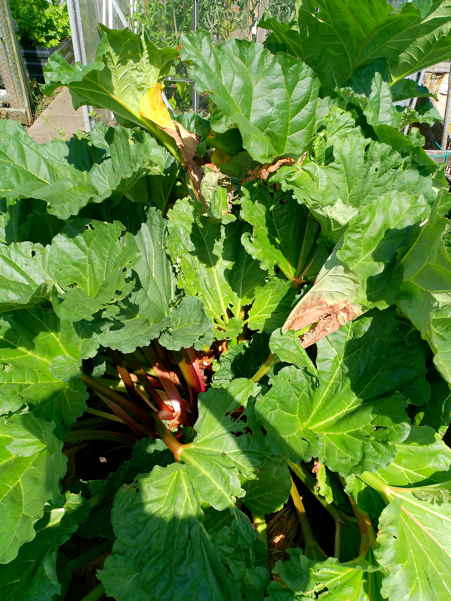 Large healthy rhubarb leaves on Dave's allotment