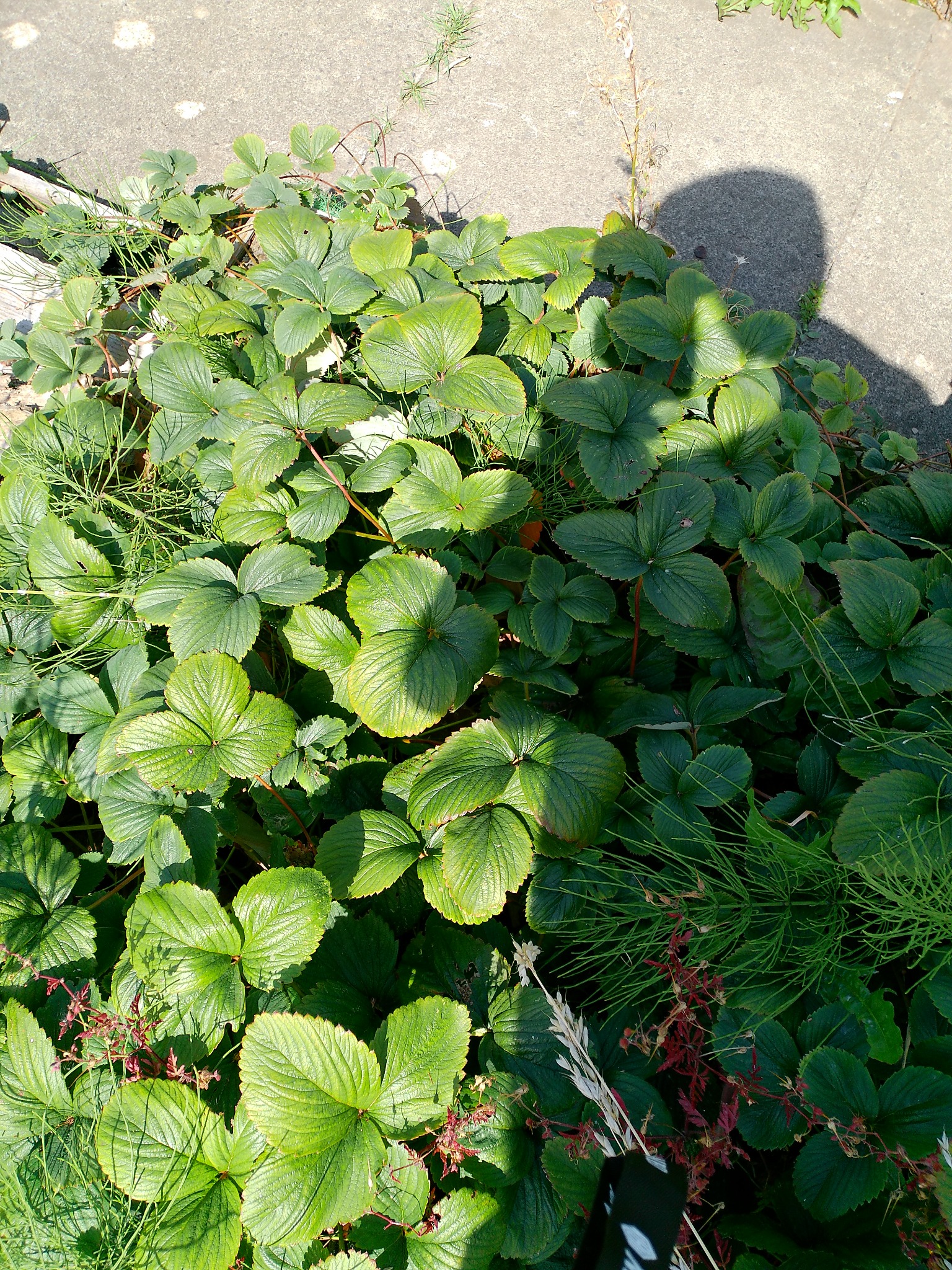 Healthy strawberry plants