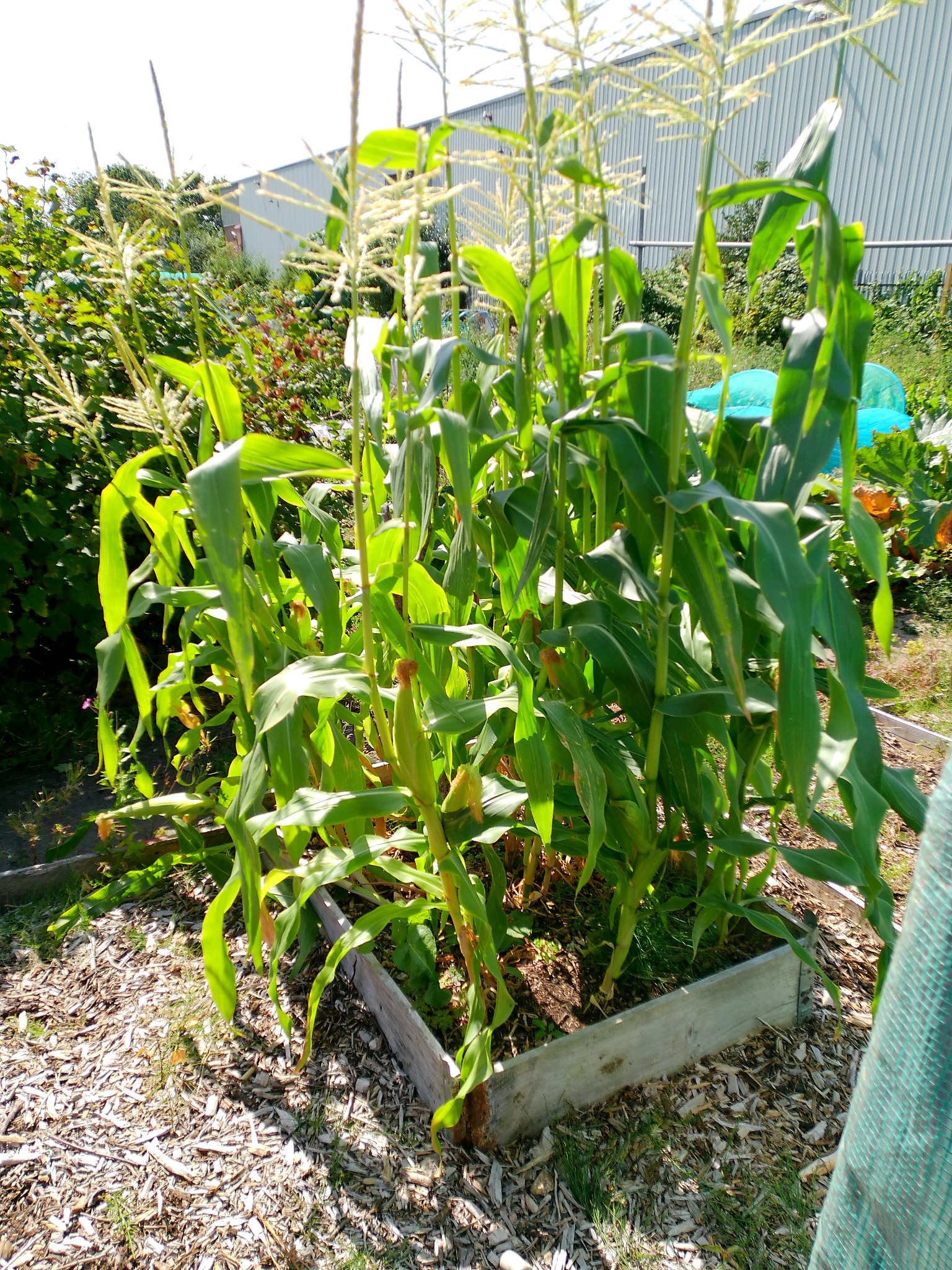 Tall sweetcorn plants