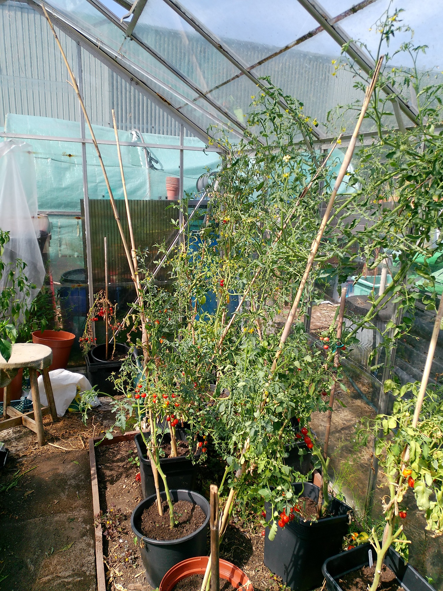 Tall tomato plants ready for trimming