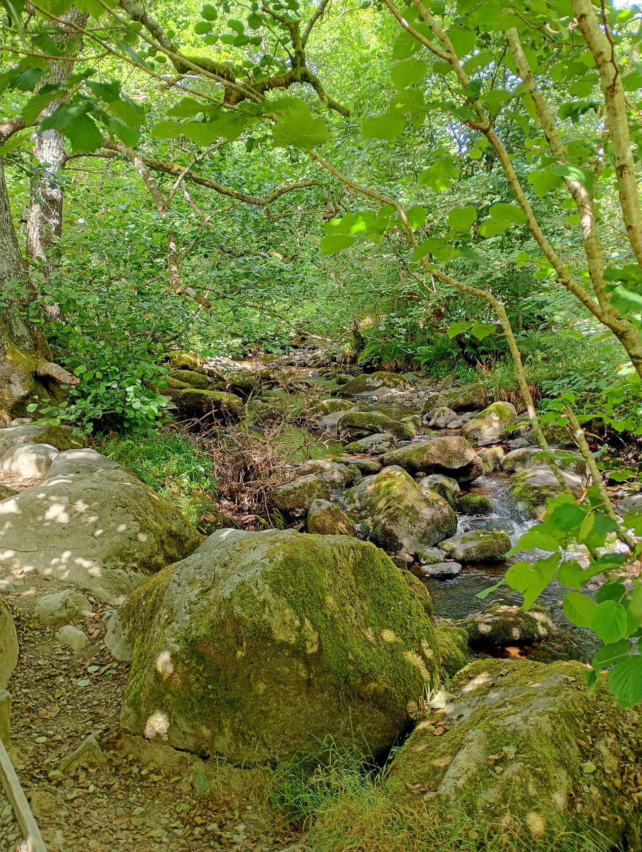 A rocky woodland stream on the walk around Aira Force